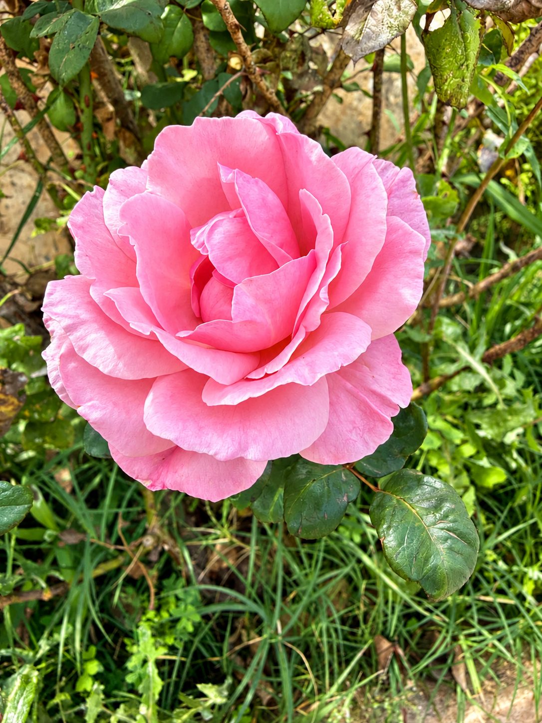 Rosa Rose im Garten